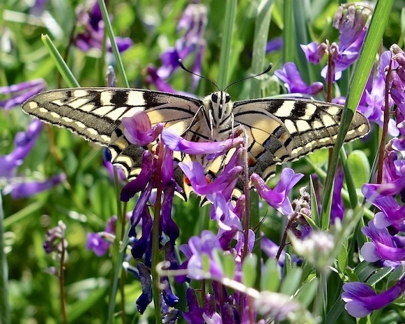 swallowtail